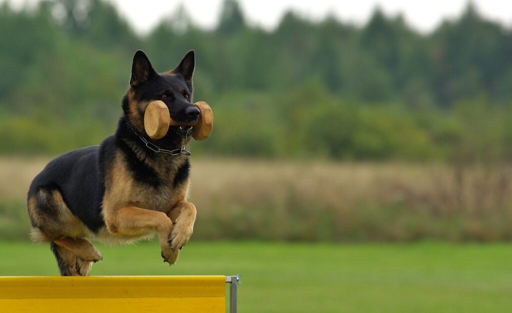 dog, german shepherd, animal-707002.jpg